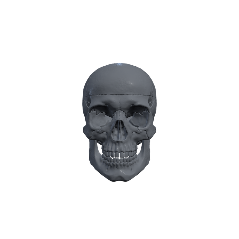 White 3D skull on a dark background, slowly turning