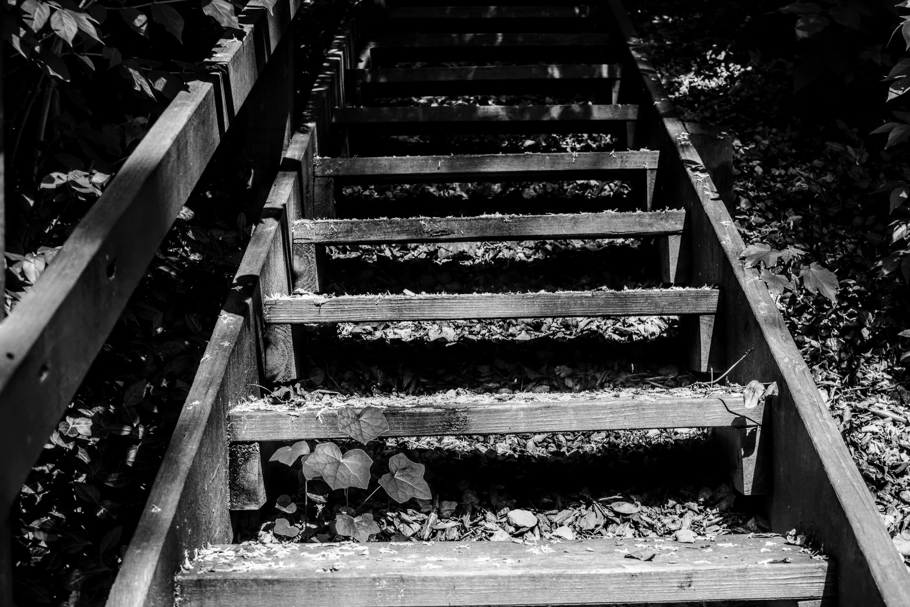 Black-and-white wooden stairs climbing away, strewn with fallen leaves between dark foliage.