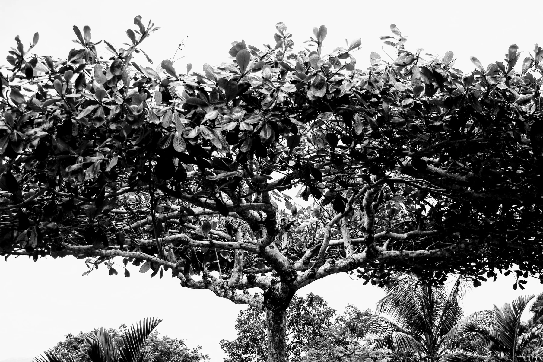 Black-and-white spreading tree canopy over palm fronds against a blank white sky.