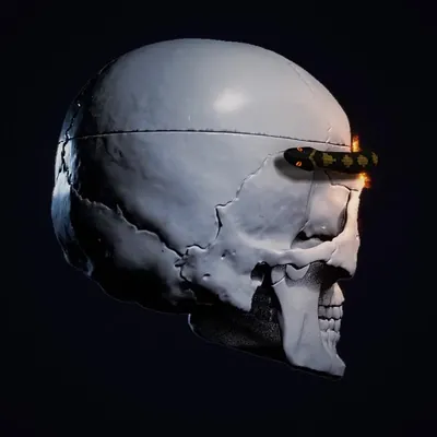 White 3D skull in profile on dark navy, a small snake slithering through a crack in its crown.