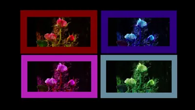 Four-panel grid of the same roses tinted red, blue, magenta and green in matching frames on black.
